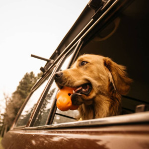West Paw Juguete para perros con Zogoflex Tux naranja S D